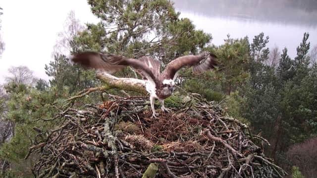 Lady, the oldest breeding Osprey in the UK, has failed to return to Scotland.