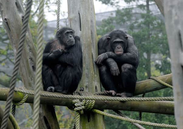 Chimpanzees at Edinburgh Zoo. A five-year project will compare the cognitive processes of primates and humans during learning. Picture: Lisa Ferguson