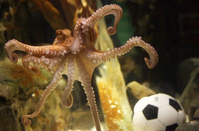 Paul the octopus found fame by predicting results in the 2010 World Cup. Picture: Getty