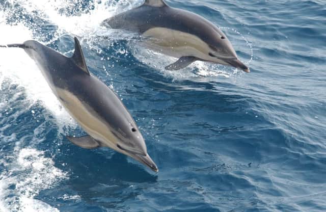 Commons dolphins have regularly been seen in the hebrides. Picture: Creative Commons