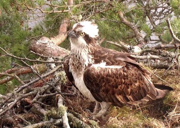 A new female osprey occupies Lady's nes at 
Loch of the Lowes. Picture: RSPB