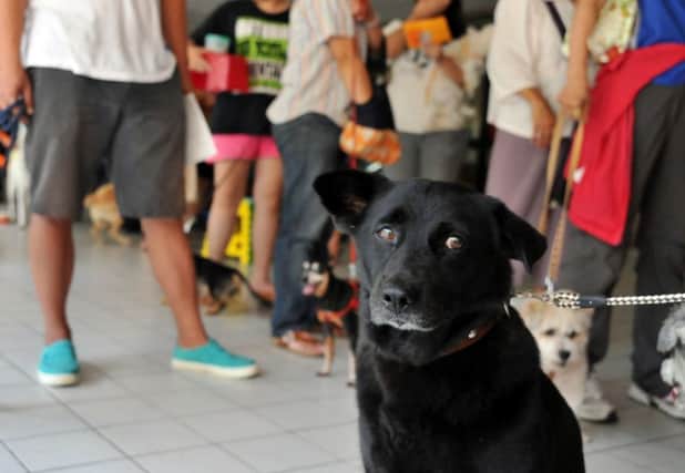 Pet owners queue in New Taipei City, Taiwan, to have their pets vaccinated against rabies. Picture: Getty
