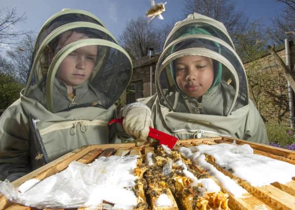 Ryan Wootton (left) and Dylan Mwakasekele think their new hobby is the bees knees. Picture: Ian Rutherford