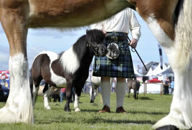 Scientists found that when stung by midges, some Shetland ponies became immune. Picture: Ian Rutherford