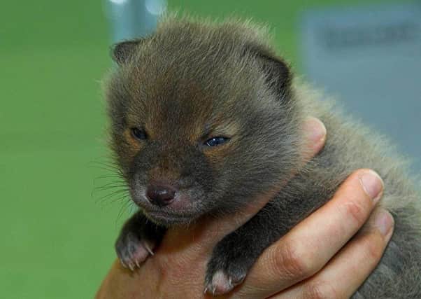 The cub has been nicknamed Blondie due to her unusual pale grey coat. Picture: PA