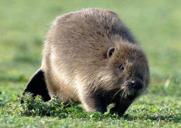 The European beaver was to be reintroduced to the wild in Scotland in 2009 on a trial basis. Picture: PA