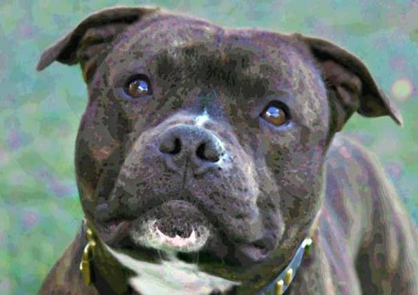Pearl Davie was banned from owning a Staffordshire bull terrier or a cross for three years. Picture: TSPL