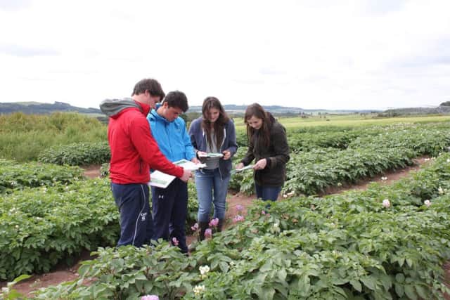 Learning to recognise dozens of varieties and the diseases that attack them is vital for would-be tattie roguers