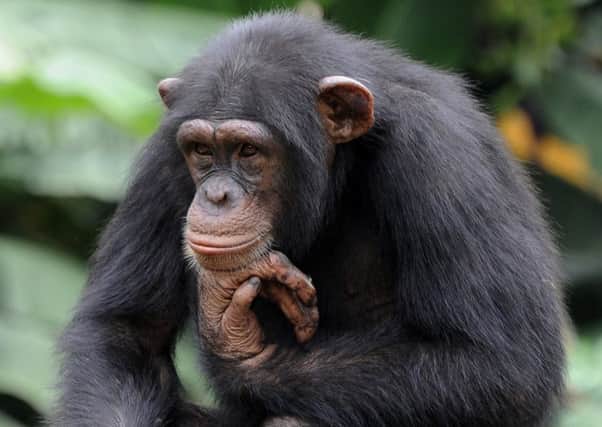 Humans and chimps went their separate ways 8m years ago. Picture: Sia Kambou/AFP photo