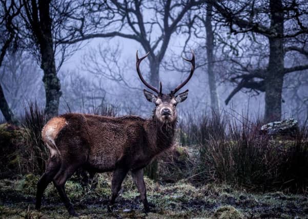 A stag in the Ardlussa Woods on Jura. Picture: Konrad Borkowski/Hemedia