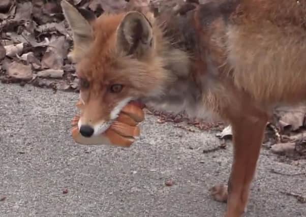 A still from the video showing the fox with the sandwich. Picture: YouTube