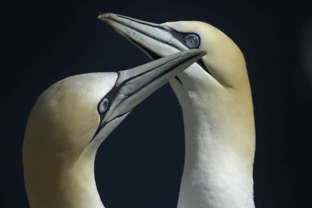 There are an estimated 15,000 gannets on Bass Rock. Picture: Paul Chappells