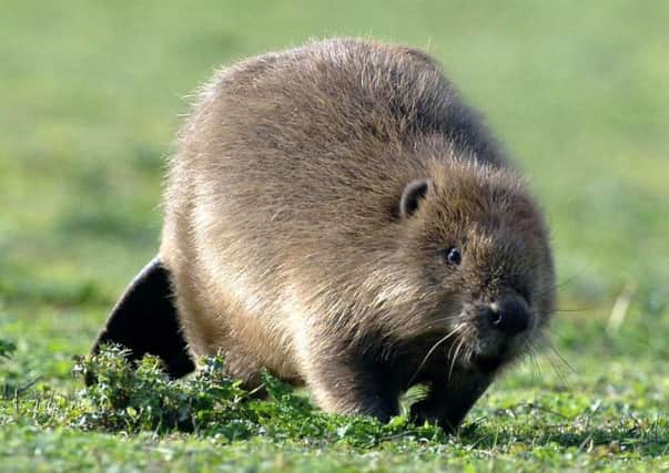 A European beaver. Beavers in Tayside introduced illegally have become 'well adapted' to modern Scotland. Picture: PA