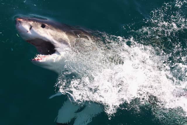 Sharks have a better outlook. Picture: Getty