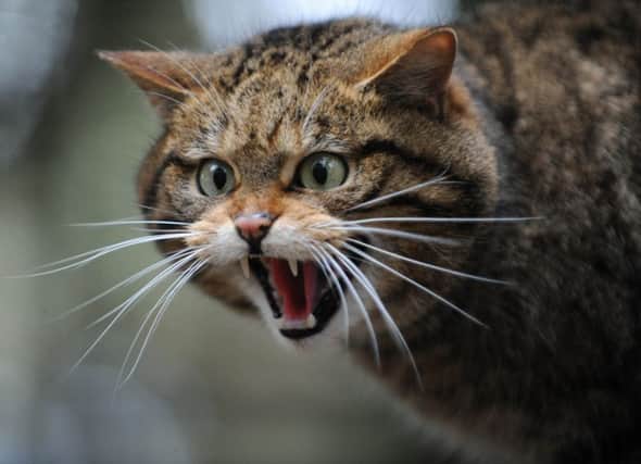 There are believed to be as few as 100 Scottish wildcats left, a quarter of the amount estimated a decade ago. Picture: Ian Rutherford