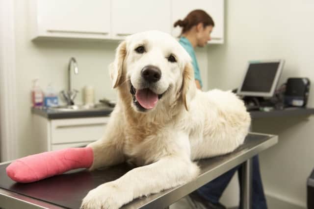 Millions of dog owners have no insurance for vet bills. Picture: Getty