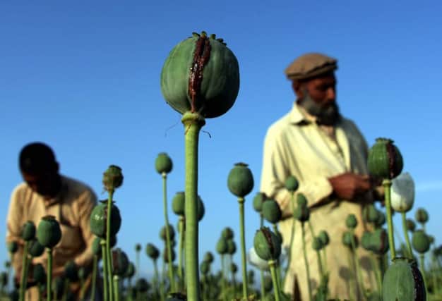 Afghan farmers harvest opium sap from a poppy field in Nangarhar province near Jalalabad. Picture: Getty