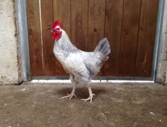 Decker the cockerel was found at a bus stop
in Maryculter, Kincardinshire. Picture: Scottish SPCA