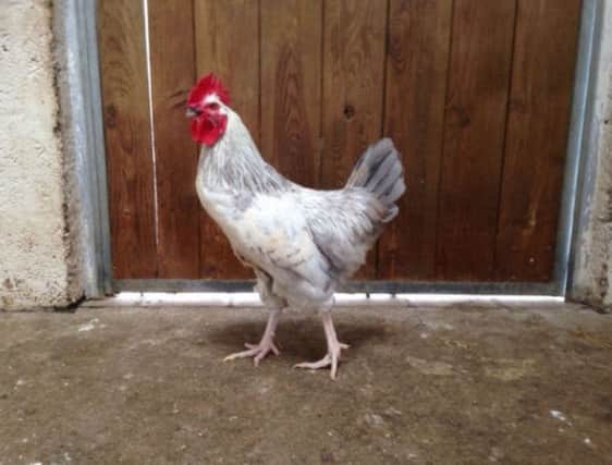 Decker the cockerel was found at a bus stop 
in Maryculter, Kincardinshire. Picture: Scottish SPCA