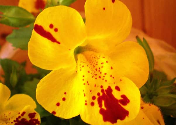 The flower species, Mimulus peregrinus, named by a biologist at the University of Stirling. Picture: Contributed