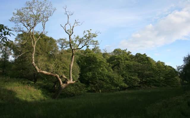 Taynish woodland, Argyll and Bute, is dubbed the 'Scottish rainforest'. Picture: Geograph
