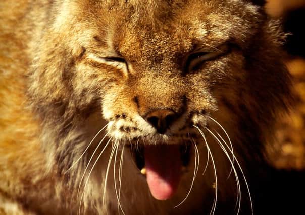 A Siberian lynx. Proposals to reintroduce the predator to Scotland has been met with a cautious reception by Scottish Natural Heritage. Picture: TSPL