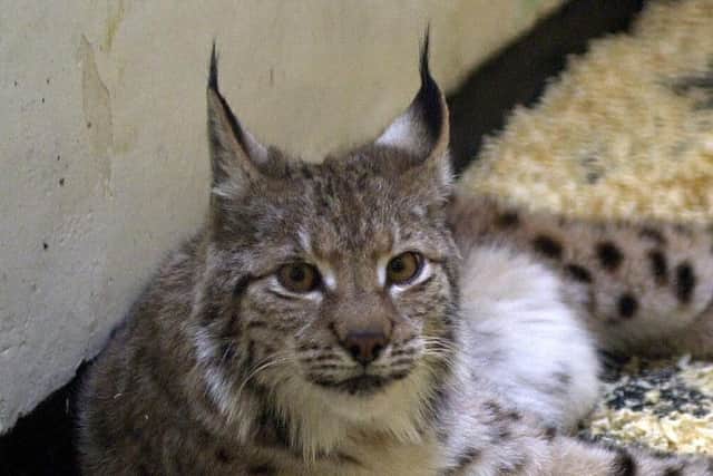 A lynx in an enclosure at London Zoo. Picture: PA