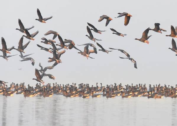Pink-footed geese at Loch Leven. Birds such as these remain under threat from lead shot despite legislation outlawing such bullets, environmentalists claim. Picture: Jane Barlow