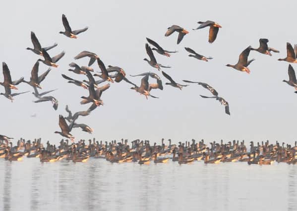 Pink-footed geese at Loch Leven.  Birds such as these remain under threat from lead shot despite legislation outlawing such bullets, environmentalists claim. Picture: Jane Barlow
