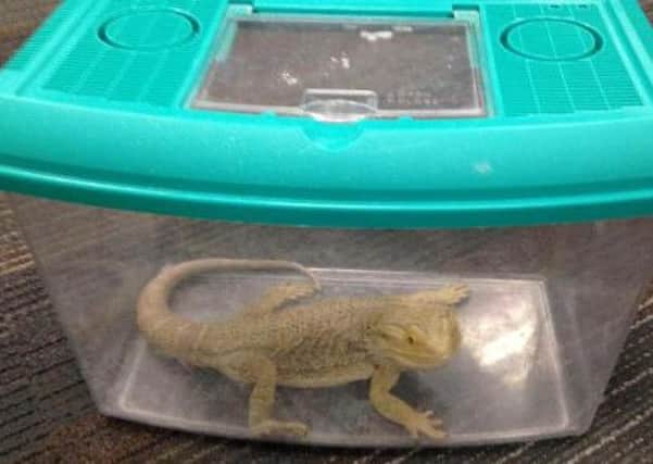 Blakey the bearded dragon was left on a bus in Lothian. Picture: SSPCA