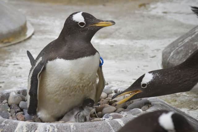 The first penguin chick of the season have hatched at Edinburgh Zoo.  Picture: PA