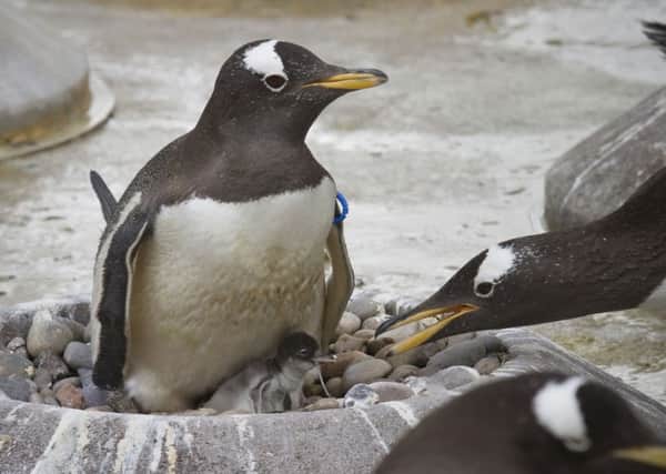 The first penguin chick of the season have hatched at Edinburgh Zoo.  Picture: PA
