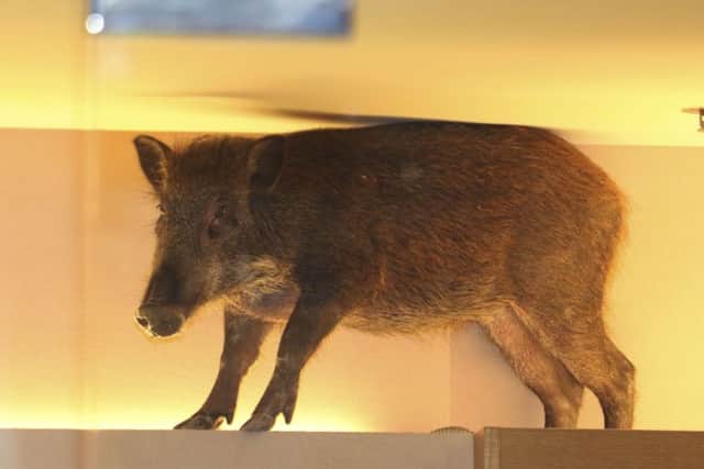 A wild boar is seen on top of a display rack at a childrens clothing store in a mall in Hong Kong. Picture: AP