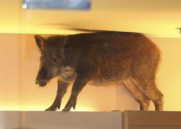 A wild boar is seen on top of a display rack at a childrens clothing store in a mall in Hong Kong. Picture: AP