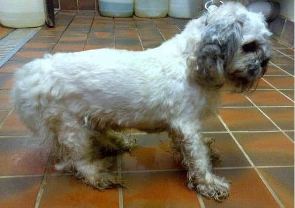 Barry the lhasa apso was discovered on Kingfauns Road in Drumchapel. Picture: SSPCA