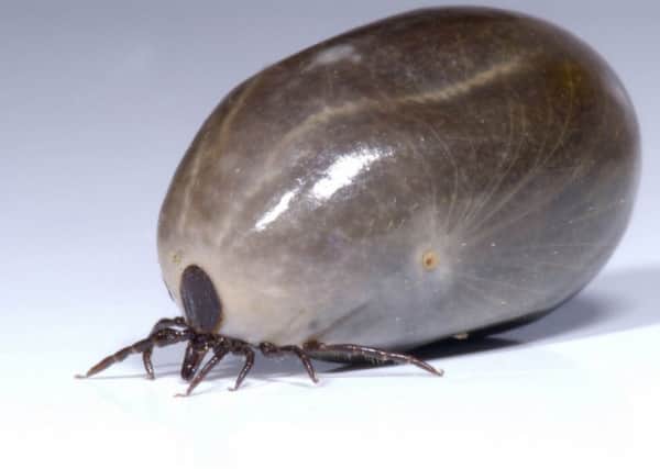A new app that can detect the presence of ticks has been launched. Picture: PA