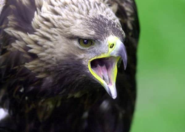 Birds of prey such as golden eagles, pictured, will be protected from accidental disturbances by a new scheme dset up by conservationists. Picture: PA