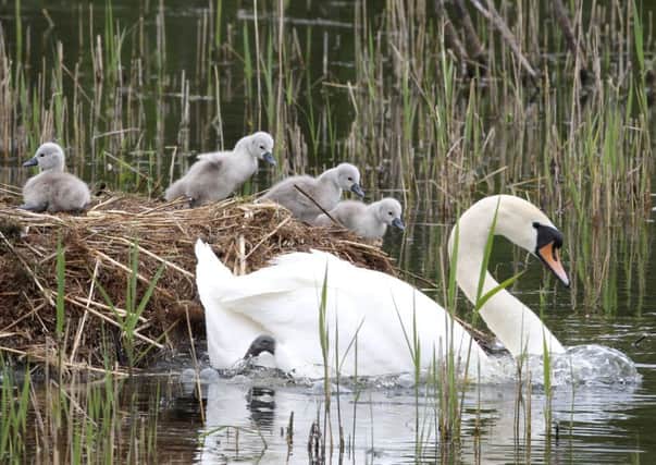 The mother swan takes the cygnets for their first swim. Picture: Hemedia