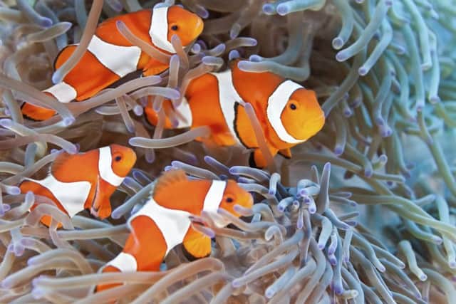 The UK fishkeeping market is worth about £400m a year. Picture: Getty