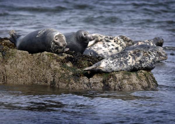 The 40,000 strong grey seal population is believed to consume nearly 7,000 tonnes of cod in west coast waters each year. Picture: Bjorn Stefanson