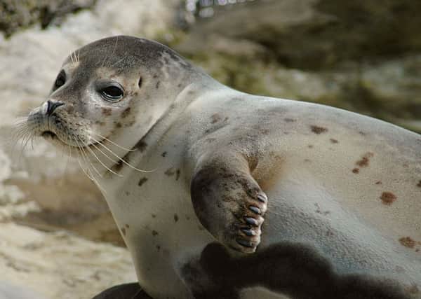 Harbour seals may be affected by the noise from the construction of offshore wind farms. Picture: Wiki Commons