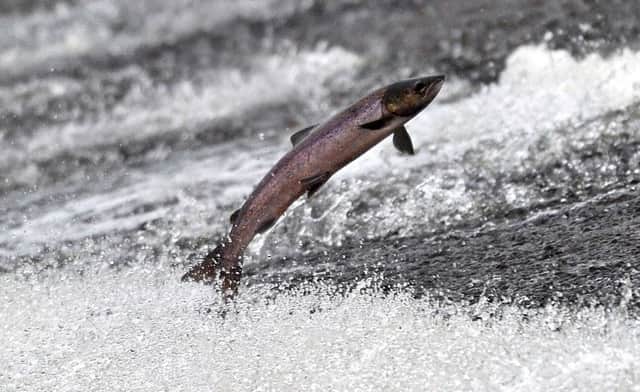 Scottish Salmon Company: Exports leap. Picture: Robert Perry