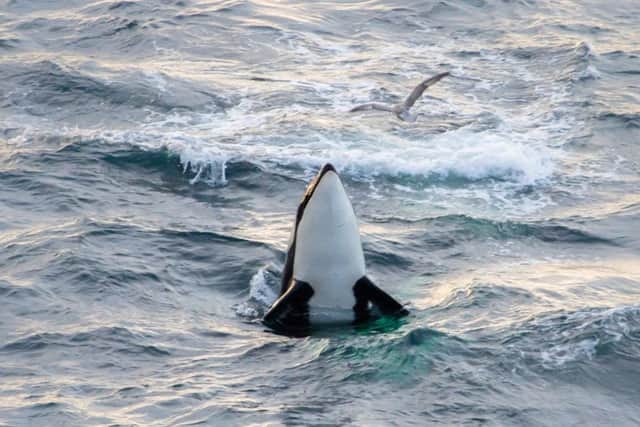 Karen Munro, 38, from Scrabster caught the pod of 10 killer whales near John OGroats. Picture: Hemedia