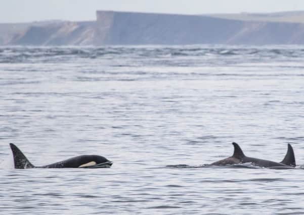 Killer whales spotted in close to shore between Mey and the Duncansby Stacks in Caithness and caught on camera by local photographer Karen Munro. Picture: Hemedia