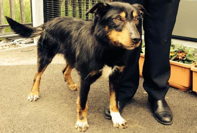 Scafell is a male Collie cross, aged between five and eight. Picture: Scottish SPCA