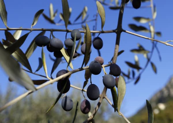 One million trees in Lecce are at risk from Xylella fastidiosa. Picture: Getty