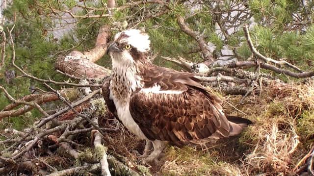 Lassie, Laddie's new breeding partner, in Lady's old nest. Picture: RSPB