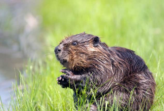 Beavers are common in many other European countries but the animals have their critics. Picture: iStockphoto