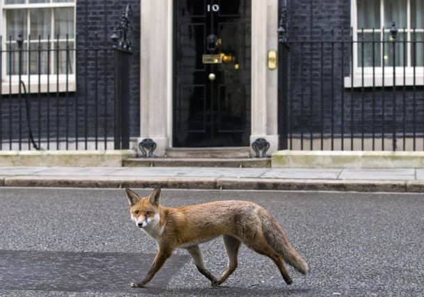 A fox walks past No 10 earlier this year  the man inside will have to be just as wily in his dealings with SNP. Picture: Getty