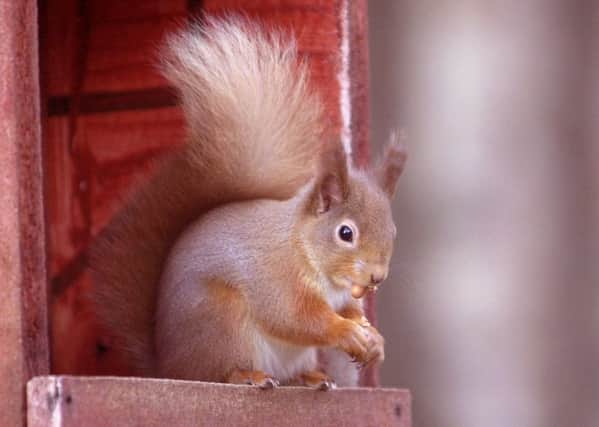 Red squirrels are returning to their former habitats as numbers increase. Picture: TSPL